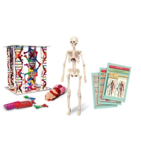 Clementoni Naukowa Zabawa LAB. Ciało Ludzkie Mini | 8+